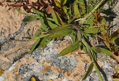 Digitaria sanguinalis
