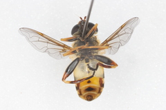 Helophilus fasciatus