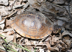 Terrapene carolina triunguis