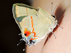 Electrostrymon hugon