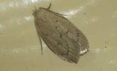 Inga obscuromaculella