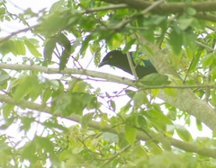 Cyanocorax melanocyaneus