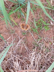 Junonia evarete