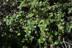 Vaccinium vitis-idaea
