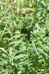 Rhopalomyia capitata