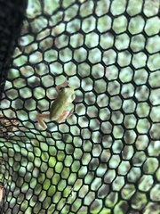 Hyla