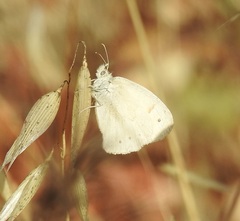 Coenonympha california