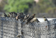 Xanthocephalus xanthocephalus