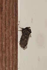 Acrolophus arcanella