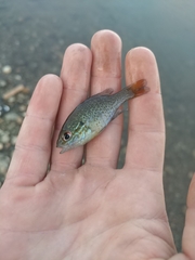 Lepomis auritus