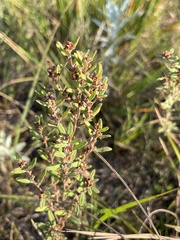 Crocanthemum bicknellii