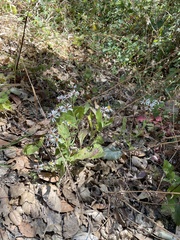 Eurybia
