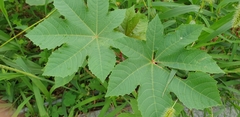 Ricinus communis