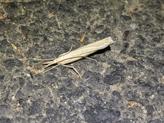 Agriphila vulgivagellus