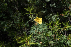 Dasiphora fruticosa