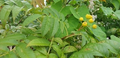 Sorbus aucuparia