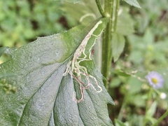 Phytomyza albiceps group