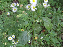 Phytomyza albiceps group