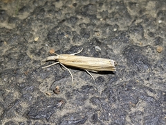 Agriphila vulgivagellus