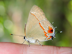 Electrostrymon hugon