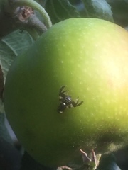 Rhagoletis pomonella
