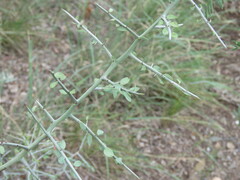 Sarcomphalus obtusifolius