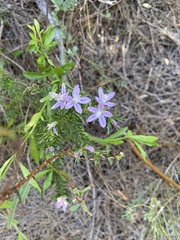 Philotheca salsolifolia
