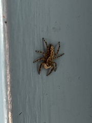 Platycryptus undatus
