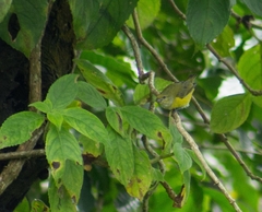 Euphonia hirundinacea