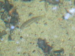 Catostomus commersonii