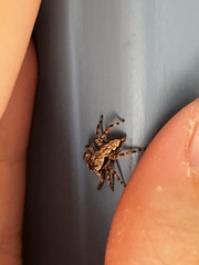 Platycryptus undatus