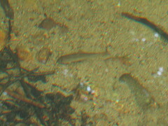 Catostomus commersonii