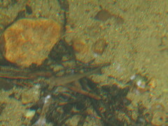 Catostomus commersonii