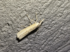 Agriphila vulgivagellus