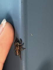 Platycryptus undatus