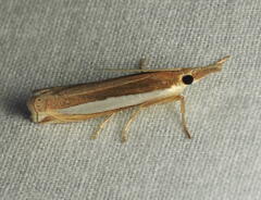 Crambus leachellus