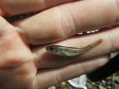 Catostomus commersonii