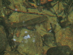 Salvelinus fontinalis