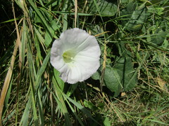 Calystegia sepium