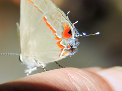 Electrostrymon hugon