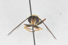 Helophilus fasciatus
