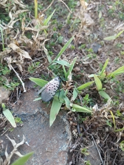 Lycorma delicatula