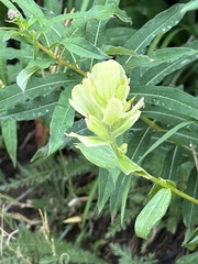 Castilleja occidentalis