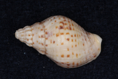 Cominella adspersa