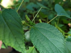 Boehmeria cylindrica