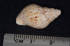 Cominella adspersa