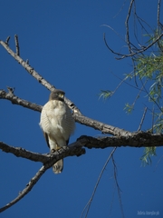 Rupornis magnirostris