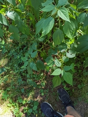 Boehmeria cylindrica