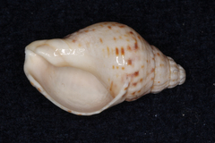 Cominella adspersa