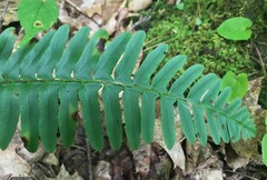 Polystichum acrostichoides